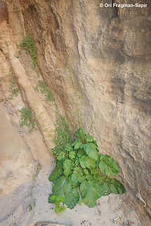 Scrophularia nabataeorum  Geotagged,Jordan,Scrophularia nabataeorum,Spring