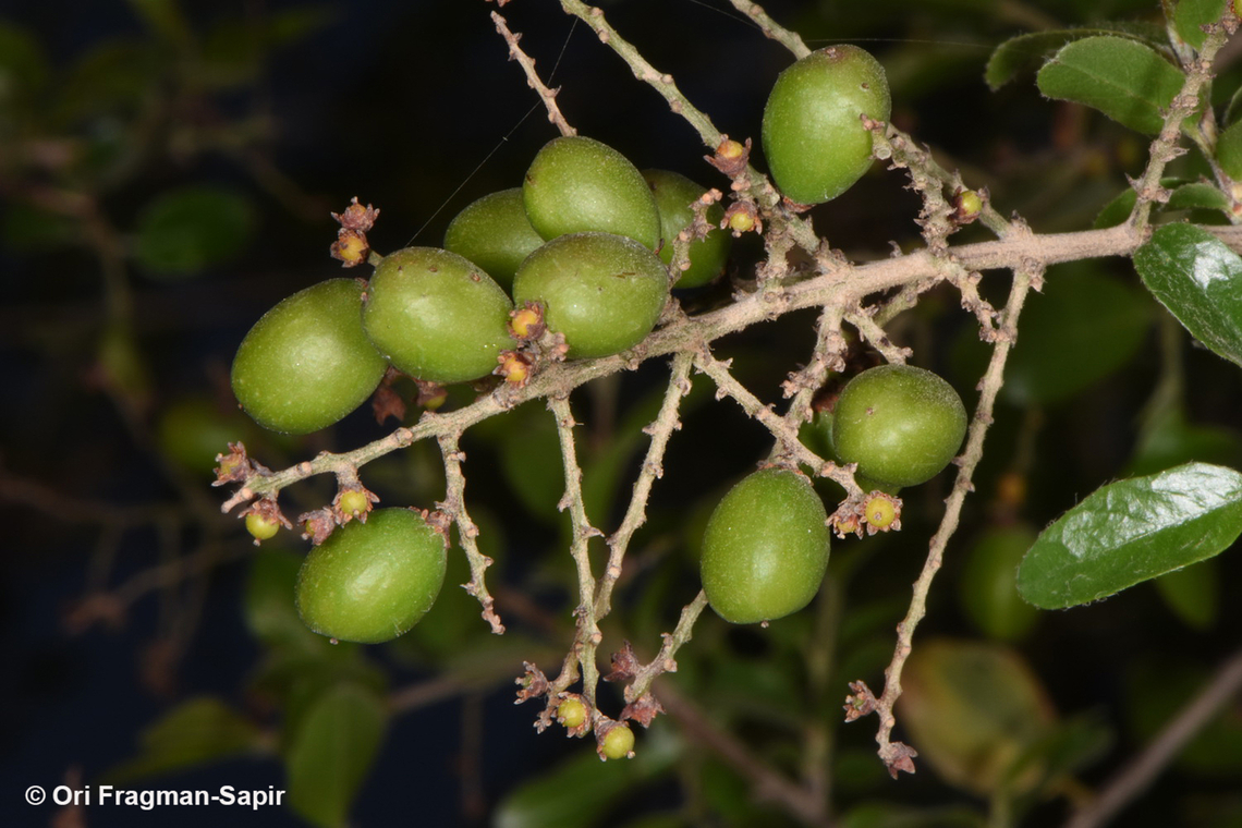 Sageretia thea  Geotagged,Jordan,Sageretia thea,Sageretia theezans,Spring