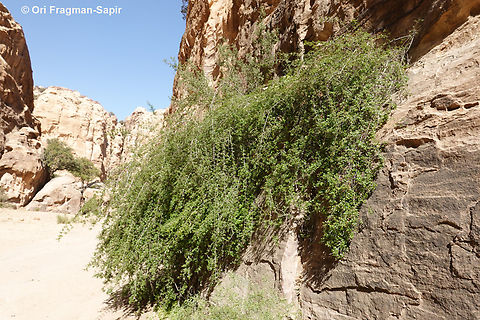 Sageretia thea  Geotagged,Jordan,Sageretia thea,Sageretia theezans,Spring