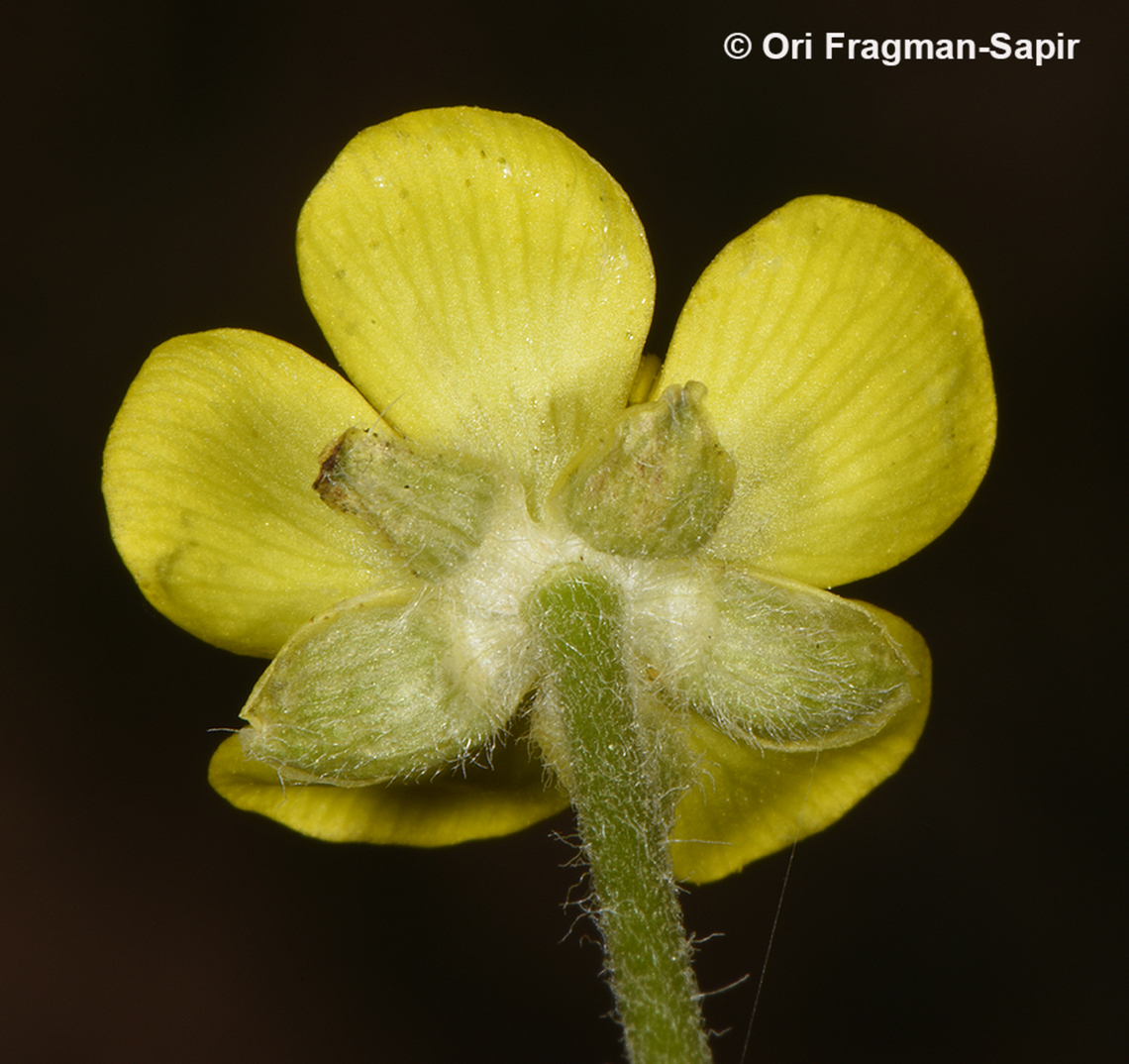 Ranunculus damascenus  Geotagged,Jordan,Ranunculus damascenus,Spring