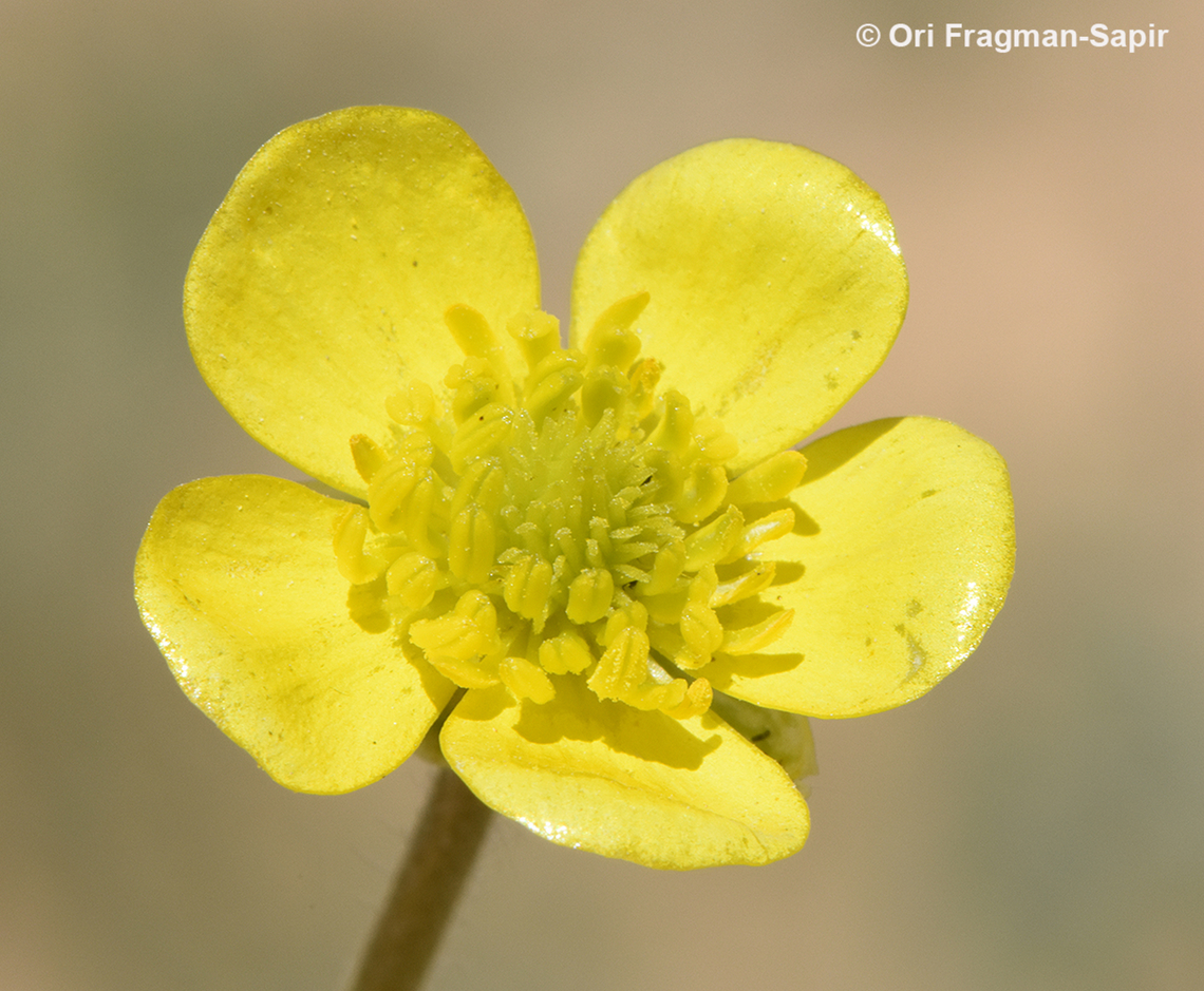 Ranunculus damascenus  Geotagged,Jordan,Ranunculus damascenus,Spring