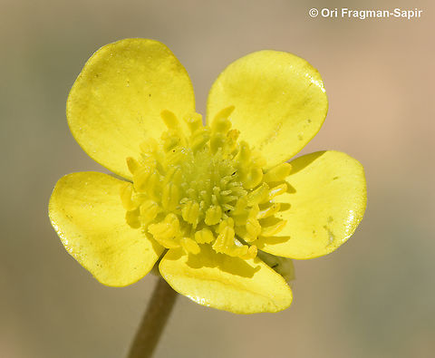 Ranunculus damascenus  Geotagged,Jordan,Ranunculus damascenus,Spring