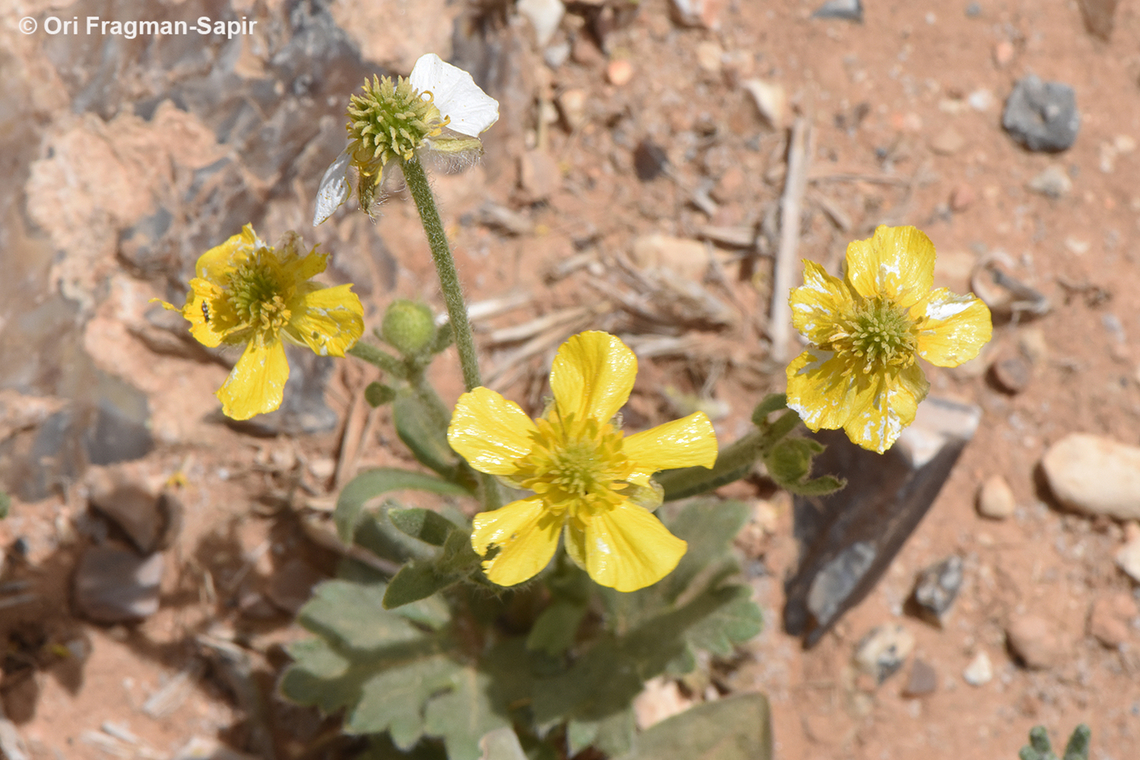 Ranunculus damascenus  Geotagged,Jordan,Ranunculus damascenus,Spring