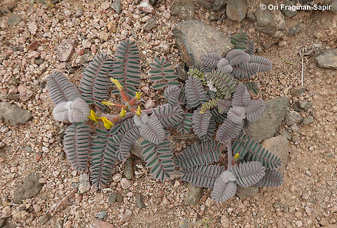 Astragalus sparsus  Astragalus sparsus,Geotagged,Jordan,Spring