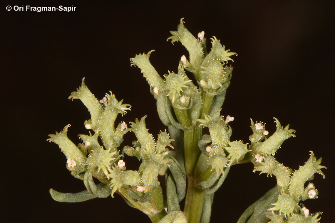 Valerianella tuberculata  Geotagged,Jordan,Spring,Valerianella tuberculata