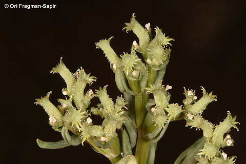 Valerianella tuberculata  Geotagged,Jordan,Spring,Valerianella tuberculata