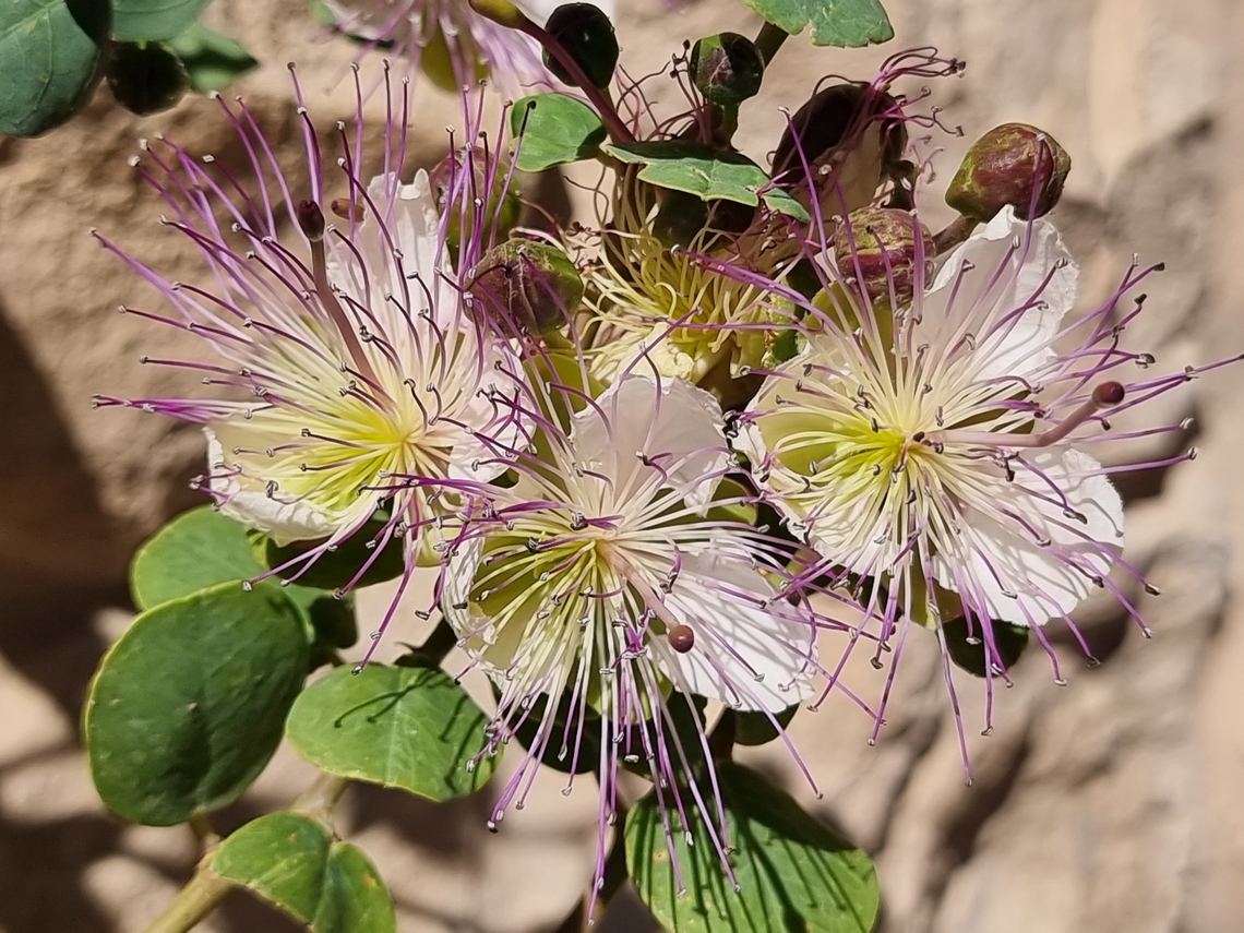 Capparis aegyptia  Capparis aegyptia,Egyptian Caper,Geotagged,Jordan,Spring