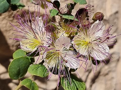 Capparis aegyptia  Capparis aegyptia,Egyptian Caper,Geotagged,Jordan,Spring