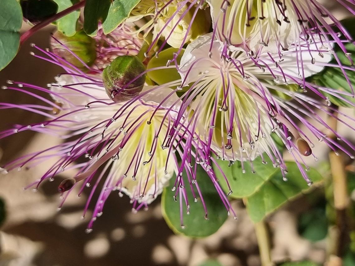 Capparis aegyptia  Capparis aegyptia,Egyptian Caper,Geotagged,Jordan,Spring