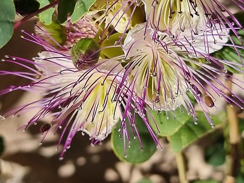 Capparis aegyptia  Capparis aegyptia,Egyptian Caper,Geotagged,Jordan,Spring