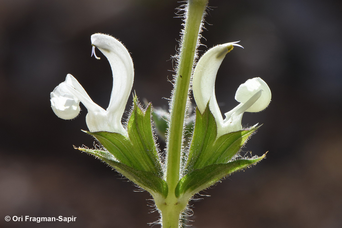 Salvia ceratophylla  Geotagged,Jordan,Salvia ceratophylla,Spring