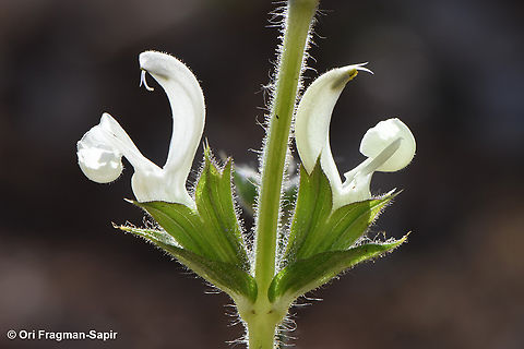 Salvia ceratophylla  Geotagged,Jordan,Salvia ceratophylla,Spring