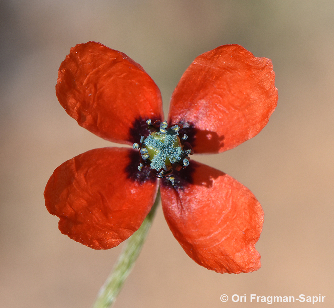 Papaver minus  Geotagged,Jordan,Papaver minus,Spring