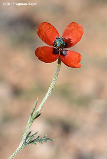 Papaver minus  Geotagged,Jordan,Papaver minus,Spring