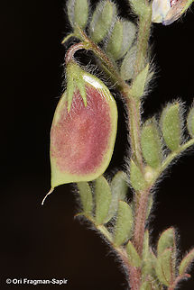 Lens culinaris ssp. orientalis  Geotagged,Jordan,Lens culinaris,Lentil,Spring