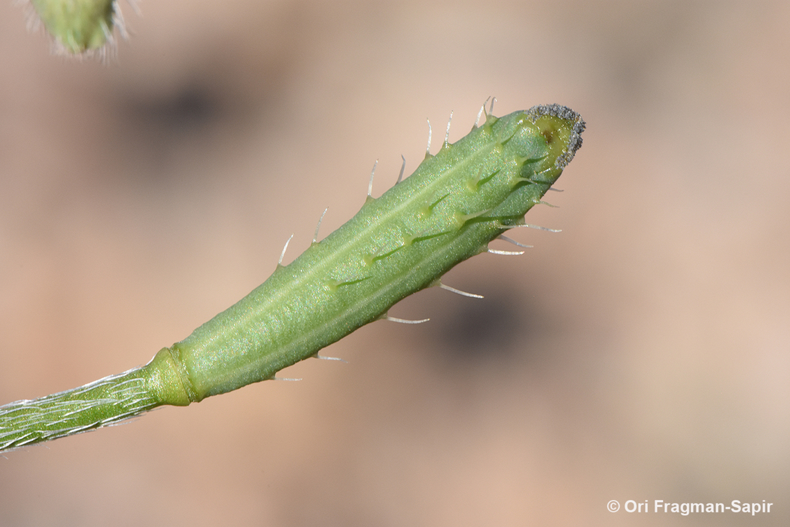Papaver minus fruit Geotagged,Jordan,Papaver minus,Spring