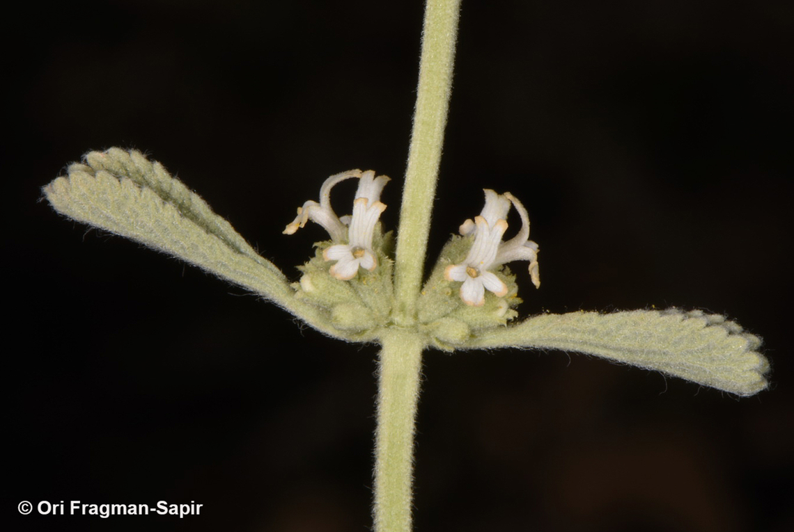 Marrubium cuneatum  Geotagged,Jordan,Marrubium cuneatum,Spring