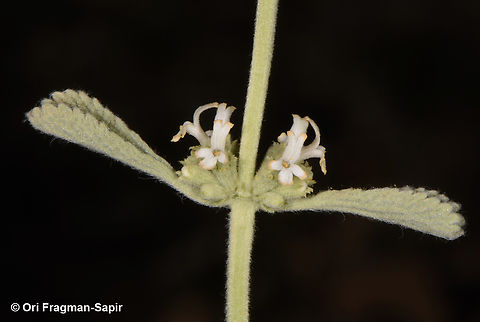 Marrubium cuneatum  Geotagged,Jordan,Marrubium cuneatum,Spring
