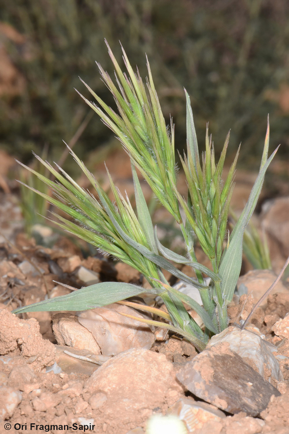 Boissiera squarrosa  Boissiera squarrosa,Geotagged,Jordan,Spring