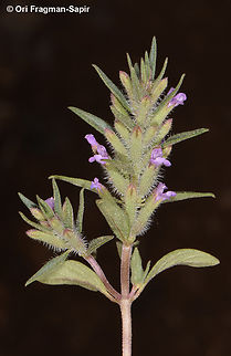 Ziziphora tenuior  Geotagged,Jordan,Spring,Ziziphora tenuior