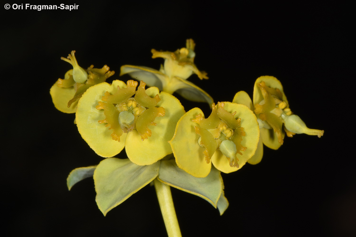 Euphorbia cheiradenia  Euphorbia cheiradenia,Geotagged,Jordan,Spring