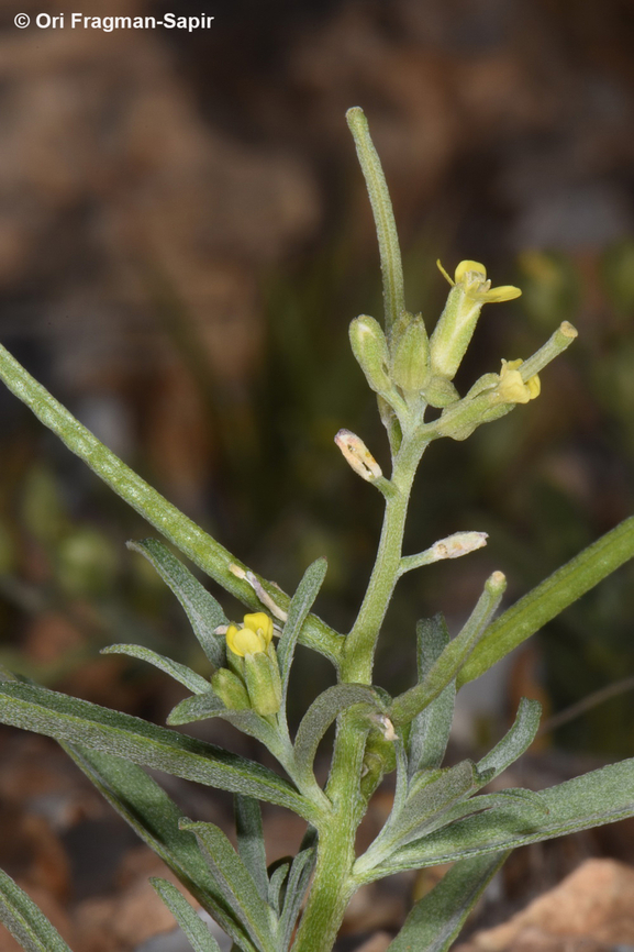 Erysimum repandum  Erysimum repandum,Geotagged,Jordan,Spreading treacle-mustard,Spring