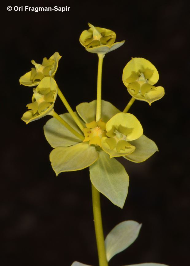 Euphorbia cheiradenia  Euphorbia cheiradenia,Geotagged,Jordan,Spring