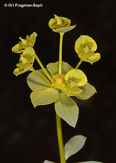 Euphorbia cheiradenia  Euphorbia cheiradenia,Geotagged,Jordan,Spring