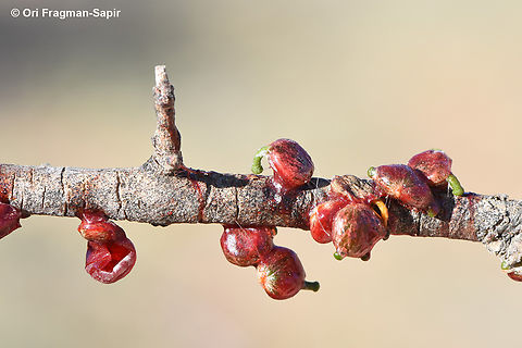 Viscum cruciatum Here you can see the sticky fruit that bird got rid of, on the stem of an olive, the plant's host Geotagged,Jordan,Red-berry mistletoe,Spring,Viscum cruciatum