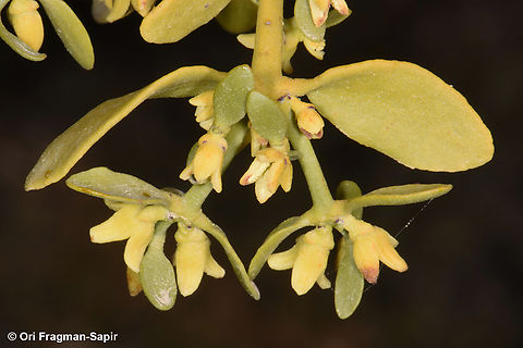Viscum cruciatum  Geotagged,Jordan,Red-berry mistletoe,Spring,Viscum cruciatum