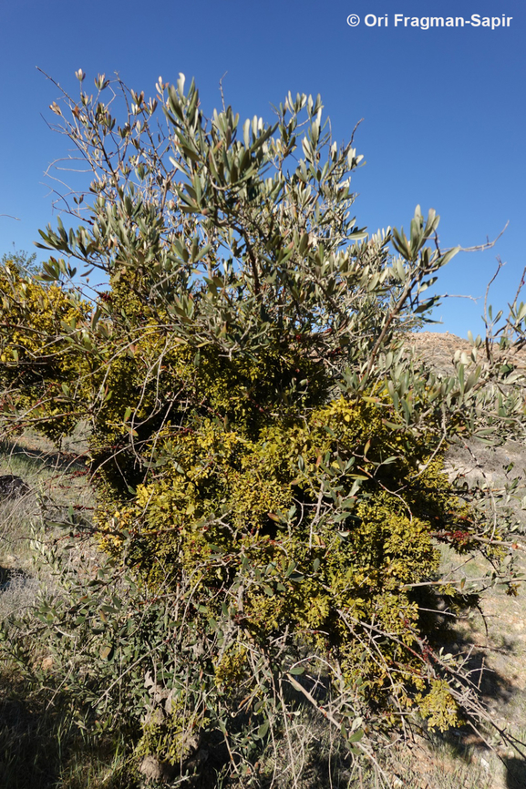 Viscum cruciatum  Geotagged,Jordan,Red-berry mistletoe,Spring,Viscum cruciatum