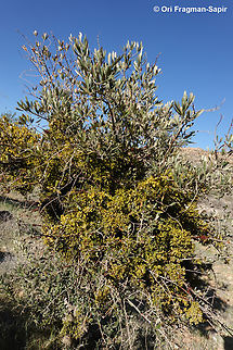 Viscum cruciatum  Geotagged,Jordan,Red-berry mistletoe,Spring,Viscum cruciatum