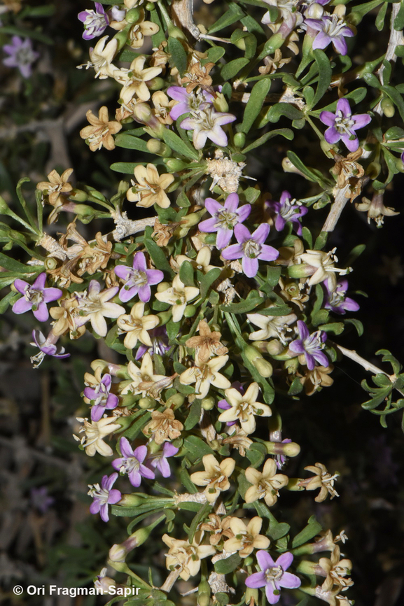 Lycium petraeum  Geotagged,Jordan,Lycium petraeum,Spring