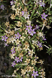 Lycium petraeum  Geotagged,Jordan,Lycium petraeum,Spring