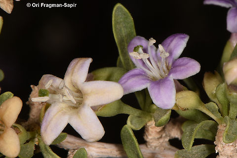 DSC_0902_resize  Geotagged,Jordan,Spring