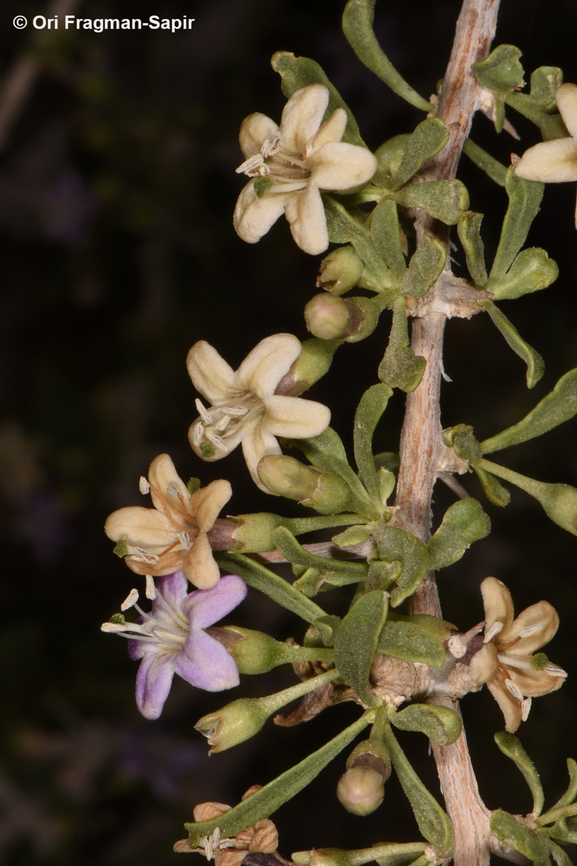 Lycium petraeum  Geotagged,Jordan,Lycium petraeum,Spring