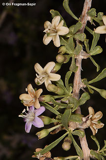 Lycium petraeum  Geotagged,Jordan,Lycium petraeum,Spring