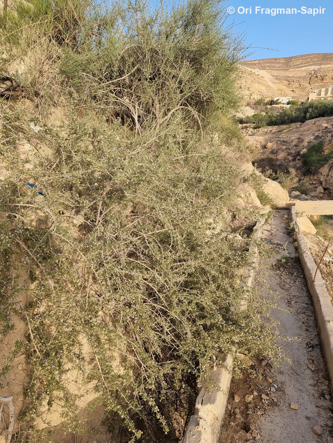 20220419_183034_resize  Geotagged,Jordan,Spring