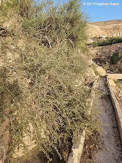 20220419_183034_resize  Geotagged,Jordan,Spring