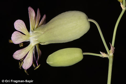 Silene vulgaris  Bladder Campion,Geotagged,Jordan,Silene vulgaris,Spring