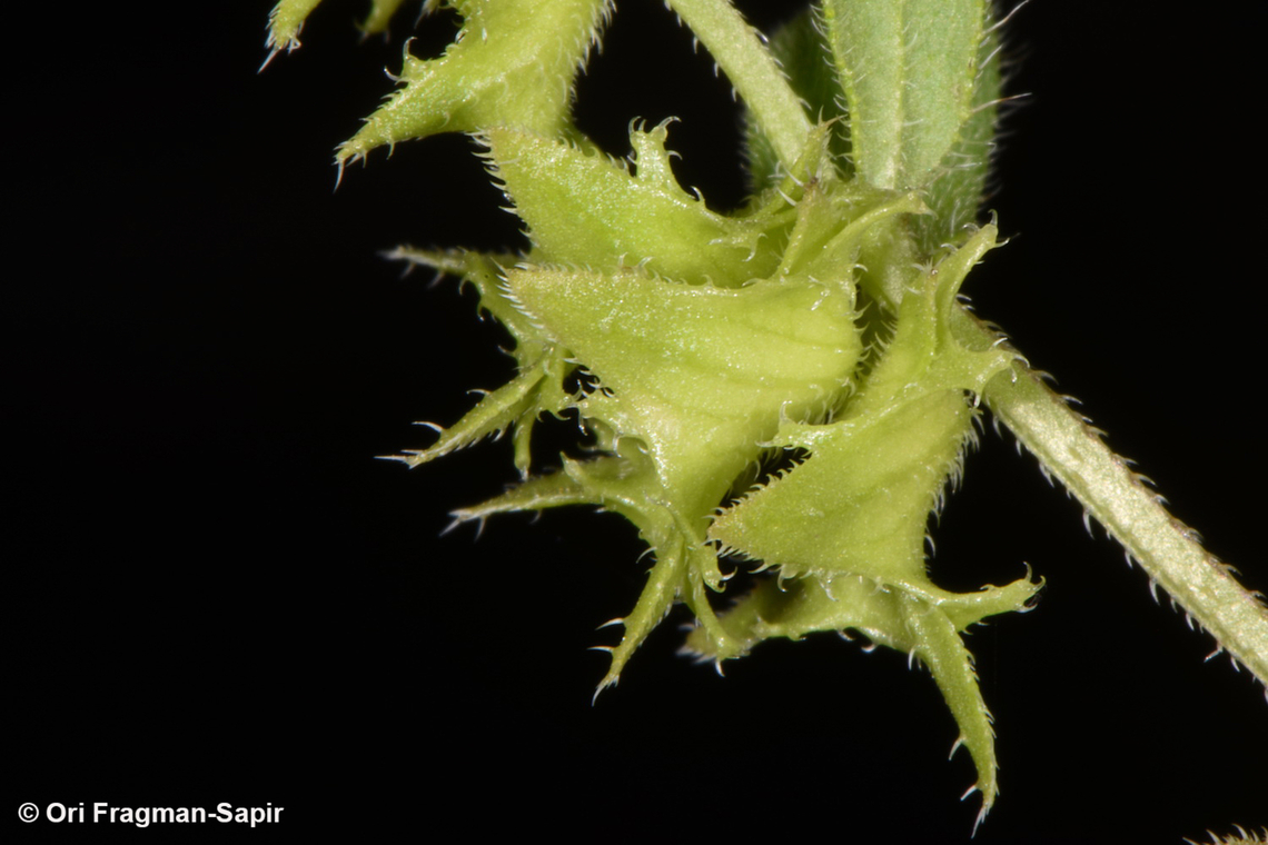 Asperugo procumbens  Asperugo procumbens,Geotagged,German madwort,Jordan,Spring
