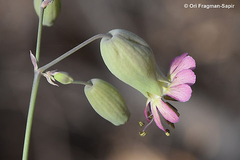 Silene vulgaris  Bladder Campion,Geotagged,Jordan,Silene vulgaris,Spring
