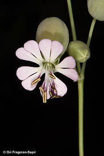 Silene vulgaris  Bladder Campion,Geotagged,Jordan,Silene vulgaris,Spring