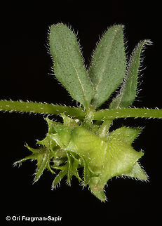 Asperugo procumbens  Asperugo procumbens,Geotagged,German madwort,Jordan,Spring