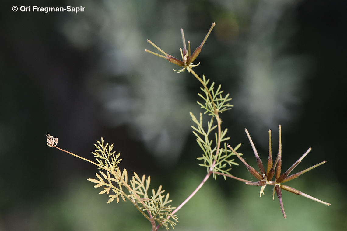Scandix stellata  Geotagged,Jordan,Scandix stellata,Spring