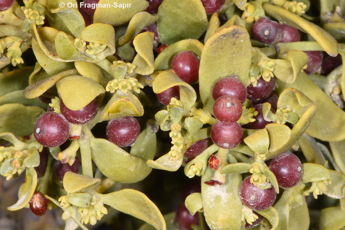 Viscum cruciatum  Geotagged,Jordan,Red-berry mistletoe,Spring,Viscum cruciatum