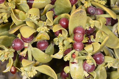 Viscum cruciatum  Geotagged,Jordan,Red-berry mistletoe,Spring,Viscum cruciatum