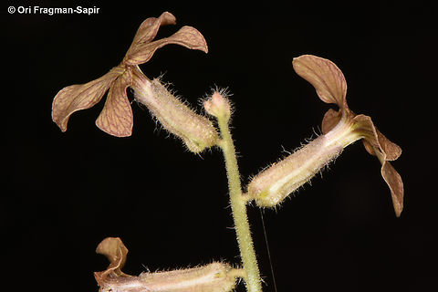 Hesperis pendula  Geotagged,Hesperis pendula,Jordan,Spring
