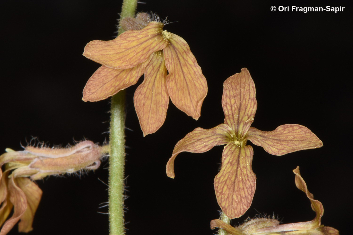 Hesperis pendula  Geotagged,Hesperis pendula,Jordan,Spring