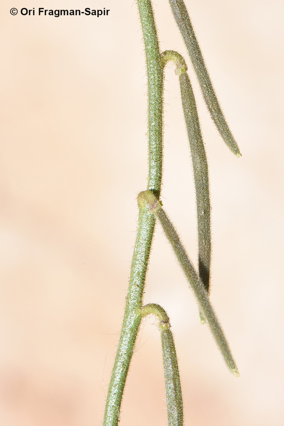 Hesperis pendula  Geotagged,Hesperis pendula,Jordan,Spring